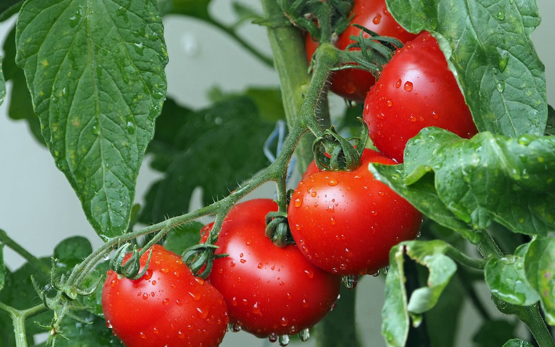 Fresh tomatoes on the vine, glistening with water droplets, showcasing their natural beauty and skincare benefits.